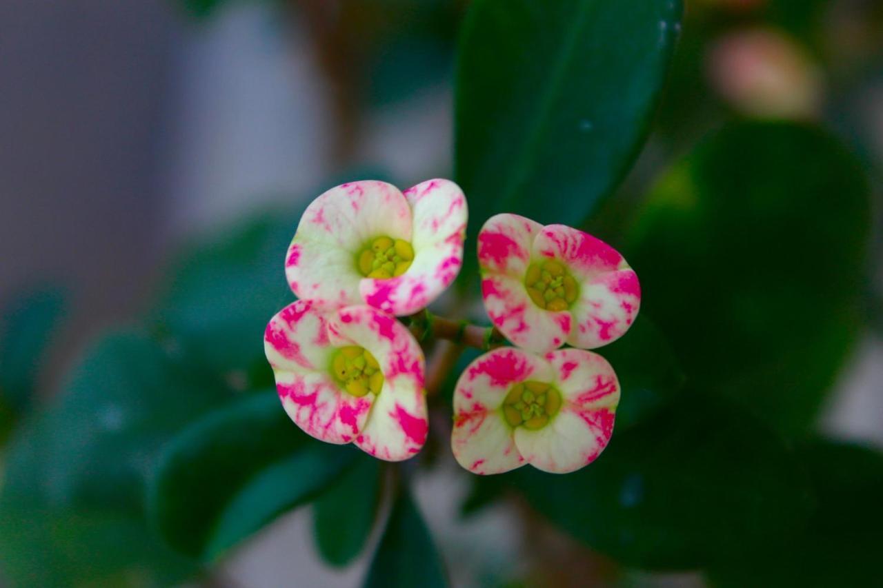 สวอน อินน์ อูบุด ภายนอก รูปภาพ